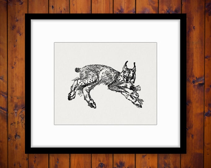 Printable Lynx Cat Image Graphic Animal Download Illustration Digital Vintage Clip Art Jpg Png Eps HQ 300dpi No.908