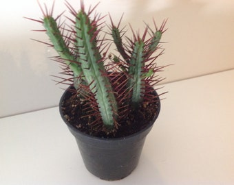 Succulent/cactus plant, Euphorbia Enopla. Beautiful coloring.