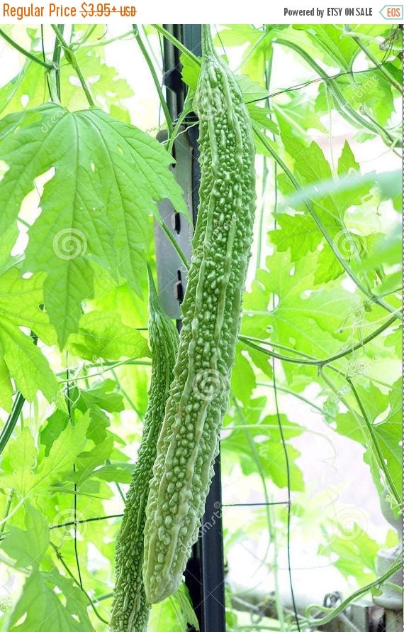 Japanese Bitter Gourd Long Asian vegetable by CaribbeanGarden