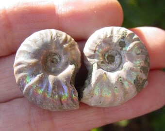 Opalized Ammonite Fossil. Madagascar. Undrilled. 2 Ammonites - #7422