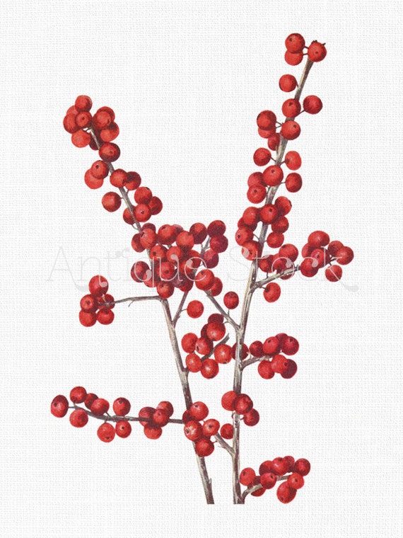 Vintage Clipart 'Common Winterberry' Printable