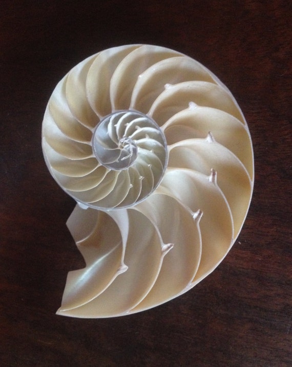 Nautilus shells iridescent shell spiral spirals golden