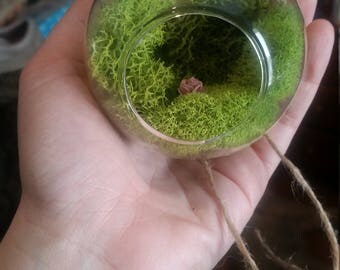 Whimsical Moss Terrarium