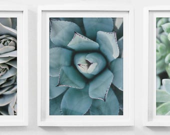Set of 3 Prints, Botanical Set, Printable Art Set, Set of 3, Set of 3 Wall Art, Botanical Print Set, Cactus Print Set, Succulent Downloads