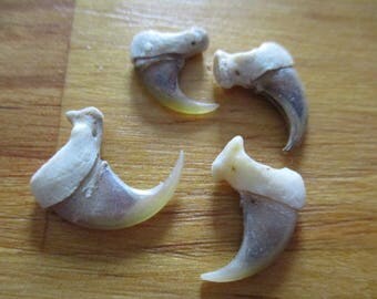 Sage Blessed Drilled Bobcat Claws - Native American Jewelry Supply
