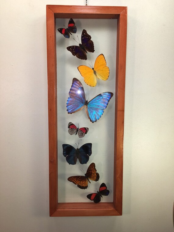 Real Framed Butterfly Collection