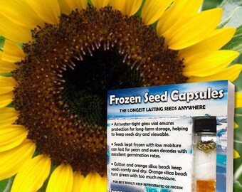 🌻 50+ DOUBLE SUN SUNFLOWER SEEDS - LARGE BLOOMS - RARE UNUSUAL VARIETY - FRESH