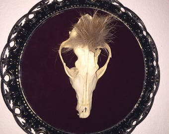 Fantastic Mr. Fox mounted skull