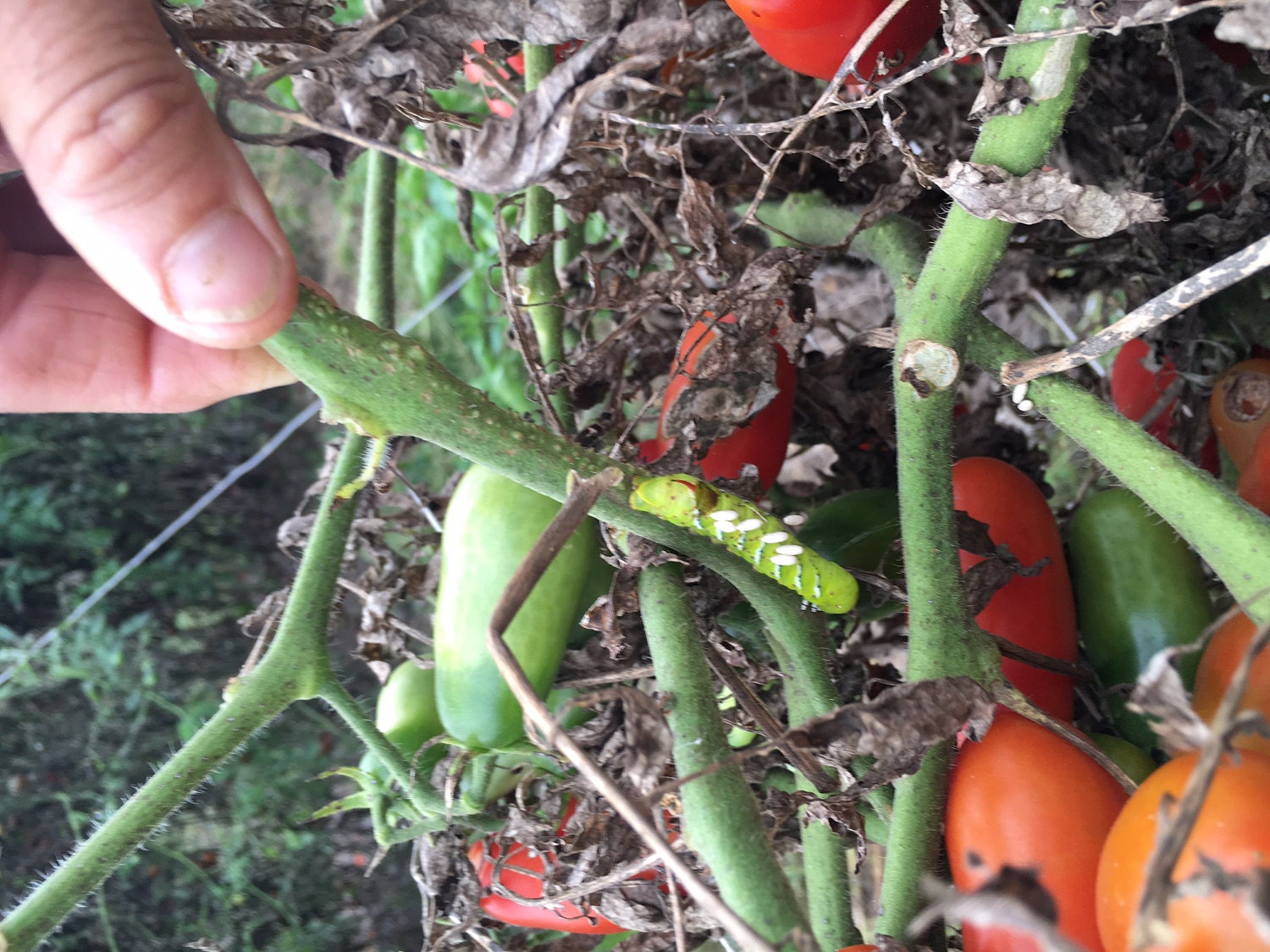 Take that destructive tomato hornworm. (A parasite laid its eggs on it.)