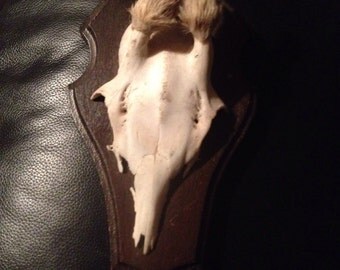 Roe deer plaque animal mount skull antlers real fur antlers hunting vintage antique taxidermy