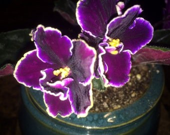African Violet Edge of Darkness