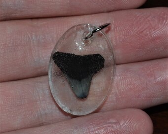 Shark Tooth in Resin Necklace Pendant