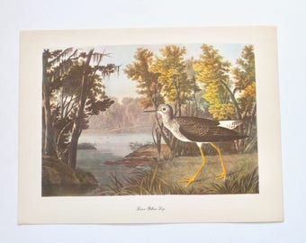 Vintage Bird Book Illustration Lithograph Print of Lesser Yellow-Legs - Water Bird Print