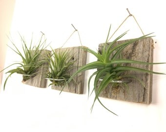 Set of Three SMALL FORM Air Plant and Barn Wood Grab Bag airplants