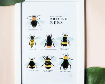 A Collection of British Bees PRINT A4 | Illustrated Summer Summertime Britain English Honey Insect Bumblebee Nursery Print Garden Gardening