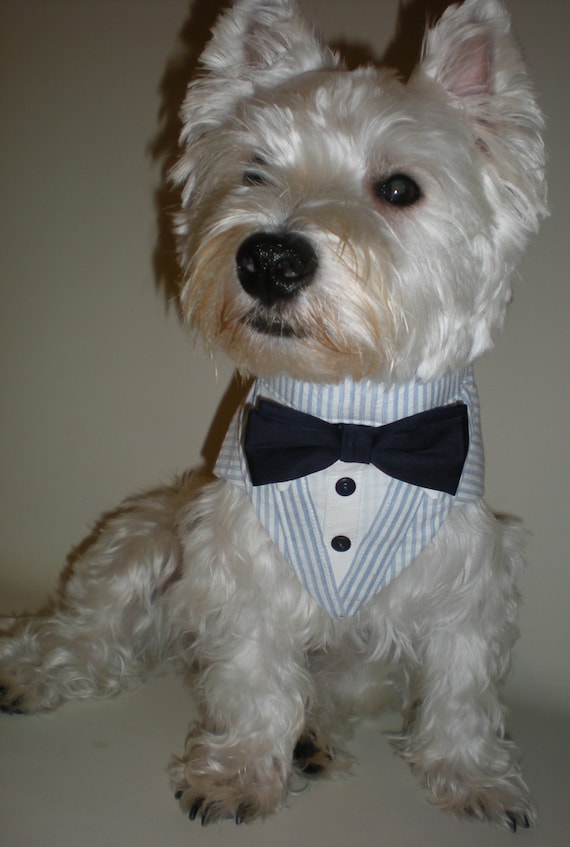 Seersucker dog tuxedo custom . wedding attire dog suit dog