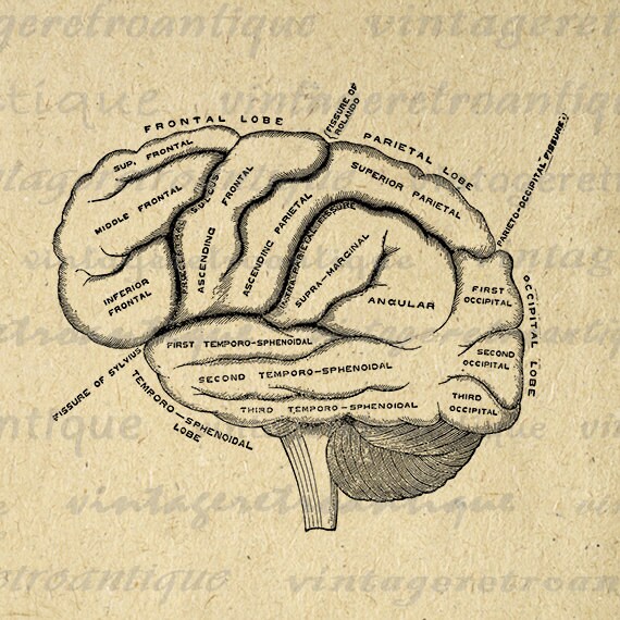 Digital Printable Brain Diagram Graphic by VintageRetroAntique