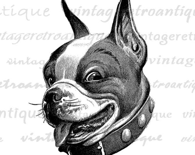 Dog Digital Image Printable Boston Terrier Art Animal Clipart Antique Dog Graphic Cute Pet Art Vintage Clip Art Jpg Png Eps HQ 300dpi No.193