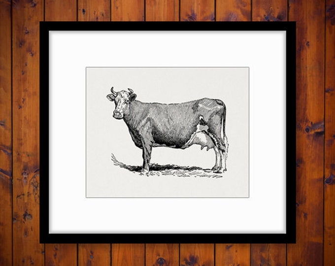Digital Graphic Antique Cow Printable Farm Animal Download Illustrated Image Vintage Clip Art Jpg Png Eps HQ 300dpi No.3164