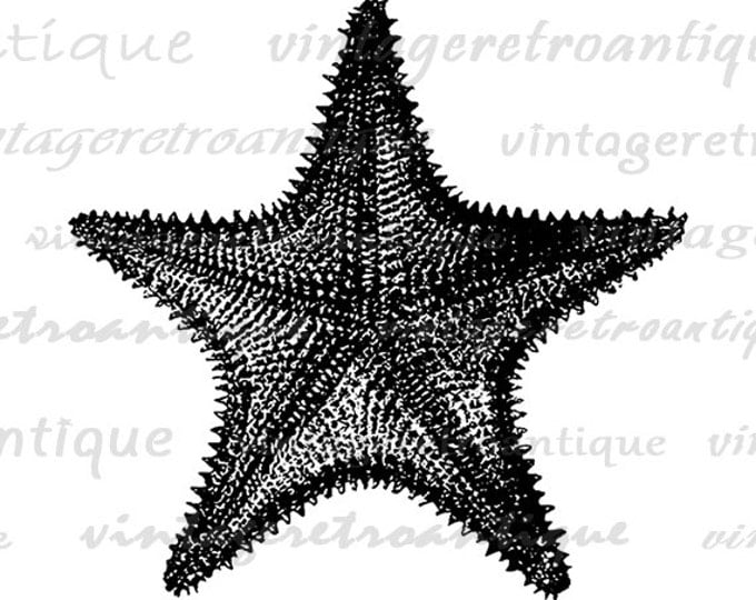 Printable Starfish Image Digital Star Fish Download Illustration Graphic Vintage Clip Art Jpg Png Eps HQ 300dpi No.3264