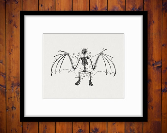 Bat Skeleton Digital Printable Download Halloween Image Graphic Artwork Vintage Clip Art Jpg Png Eps HQ 300dpi No.2753