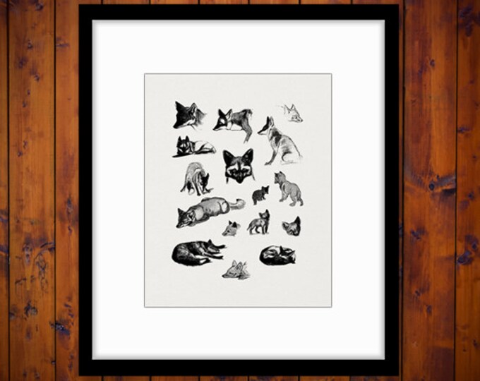 Fox Collage Sheet Graphic Digital Download Foxes Printable Illustration Image Vintage Clip Art Jpg Png Eps HQ 300dpi No.1230