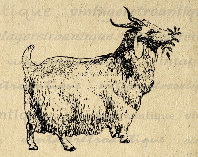 Printable Angora Goat Digital Image Graphic Download Antique Clip Art Jpg Png Eps HQ 300dpi No.766