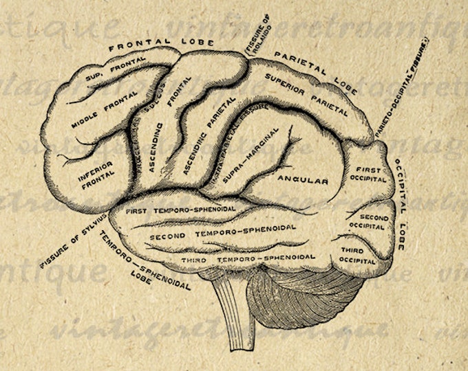 Digital Printable Brain Diagram Graphic Medical Image Anatomy Download T-Shirts Jpg Png Eps HQ 300dpi No.110