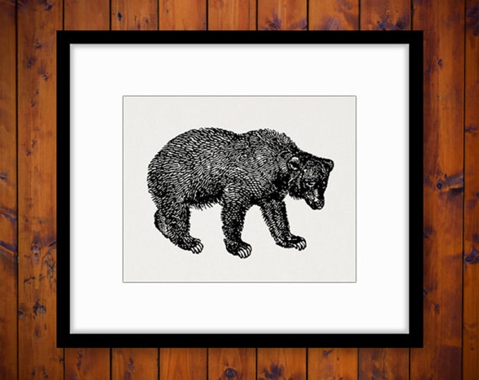 Digital Graphic Bear Image Animal Download Bear Printable Illustration Vintage Clip Art Jpg Png Eps HQ 300dpi No.4148