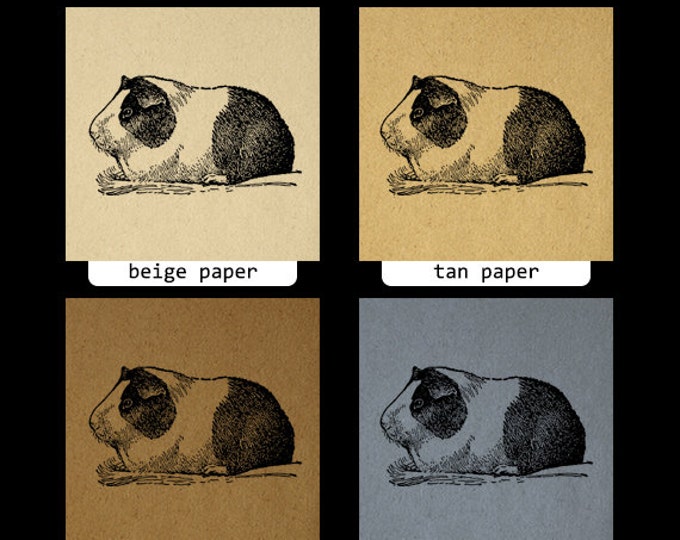 Printable Guinea Pig Image Digital Pet Download Illustration Graphic Vintage Clip Art Jpg Png Eps HQ 300dpi No.3055