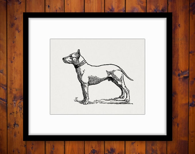 Printable Graphic Bull Terrier Dog Digital Illustration Image Download Antique Clip Art Jpg Png Eps HQ 300dpi No.3149