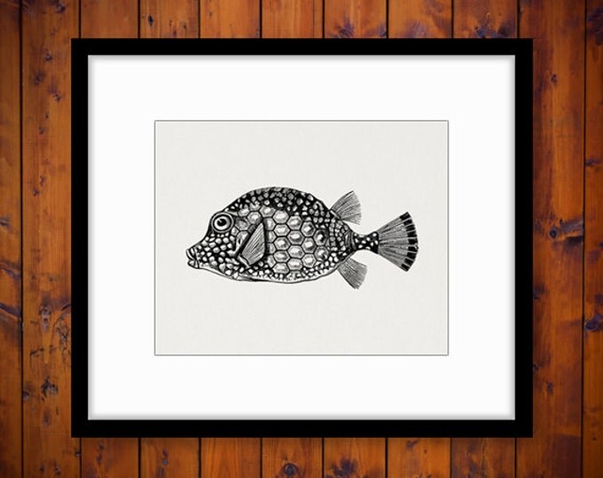 Spotted Trunkfish Fish Image Graphic Download Printable Digital Artwork Jpg Png Eps HQ 300dpi No.2741