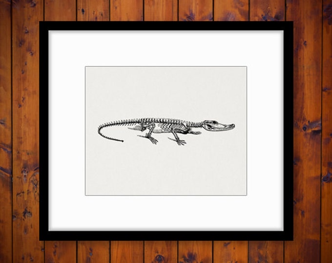 Alligator Skeleton Digital Graphic Download Image Printable Artwork HQ 300dpi No.2724