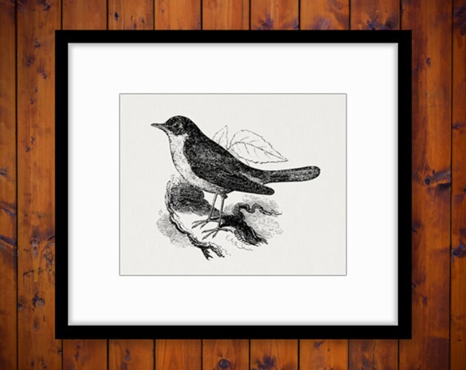 Printable Digital Bird Graphic Antique Illustration Download Image Vintage Clip Art Jpg Png Eps HQ 300dpi No.574