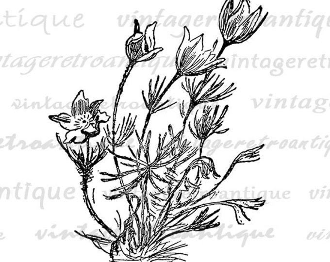 Anemone Flowers Digital Image Graphic Plant Download Illustration Printable Antique Clip Art Jpg Png Eps HQ 300dpi No.869