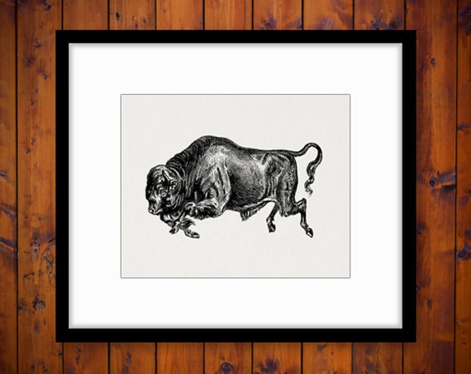 Digital Printable Wild Buffalo Image Animal Graphic Download Vintage Clip Art for Transfers Printing etc HQ 300dpi No.262