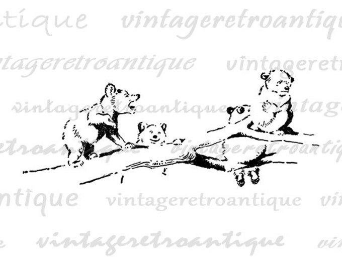 Printable Graphic Bear Cubs on Tree Branch Digital Cute Download Bears Image Vintage Clip Art Jpg Png Eps HQ 300dpi No.846