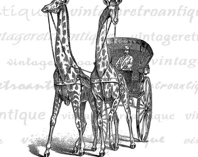 Printable Digital Giraffe Carriage Antique Image Download Graphic Vintage Clip Art Jpg Png Eps HQ 300dpi No.298