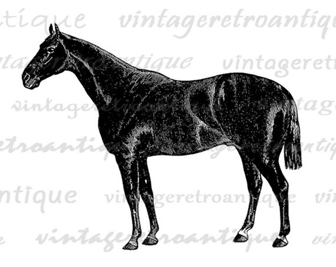 Printable Graphic Horse Image Antique Illustration Digital Download Vintage Clip Art Jpg Png Eps HQ 300dpi No.773