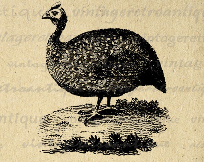 Digital Guinea Hen Antique Artwork Graphic Image Bird Download Printable Vintage Clip Art for Transfers etc HQ 300dpi No.938