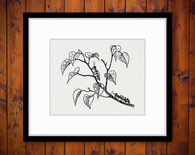 Printable Graphic Ants on Tree Branch Ant Image Download Digital Vintage Clip Art Jpg Png Eps HQ 300dpi No.2908