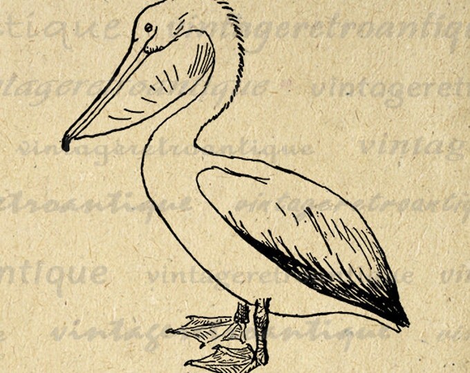 Printable Pelican Bird Image Graphic Digital Download Artwork Antique Clip Art Jpg Png Eps HQ 300dpi No.1073