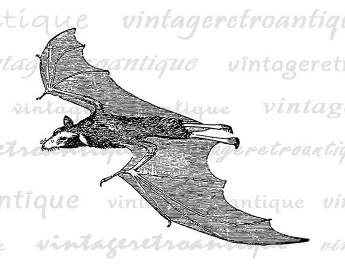 Digital Graphic Flying Bat Image Download Printable Illustration Vintage Clip Art Jpg Png Eps HQ 300dpi No.3923