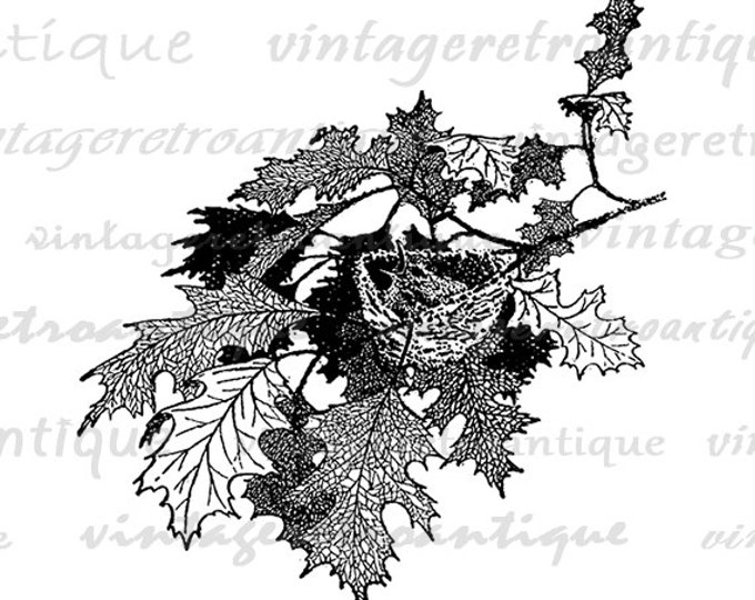 Bird Nest with Baby Bird Digital Printable Image Birdnest Illustration Download Graphic Antique Clip Art Jpg Png Eps HQ 300dpi No.1577