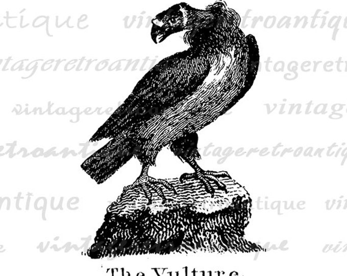 Digital Image Antique Vulture Illustration Printable Bird Graphic Download Vintage Clip Art HQ 300dpi No.921