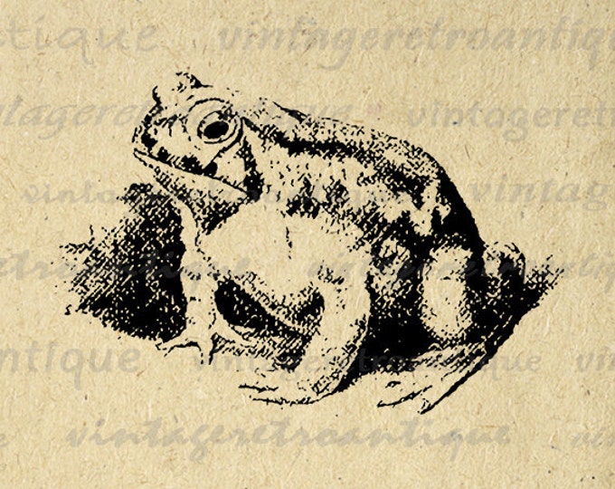 Printable Frog Graphic Digital Download Image Antique Clip Art Jpg Png Eps HQ 300dpi No.152