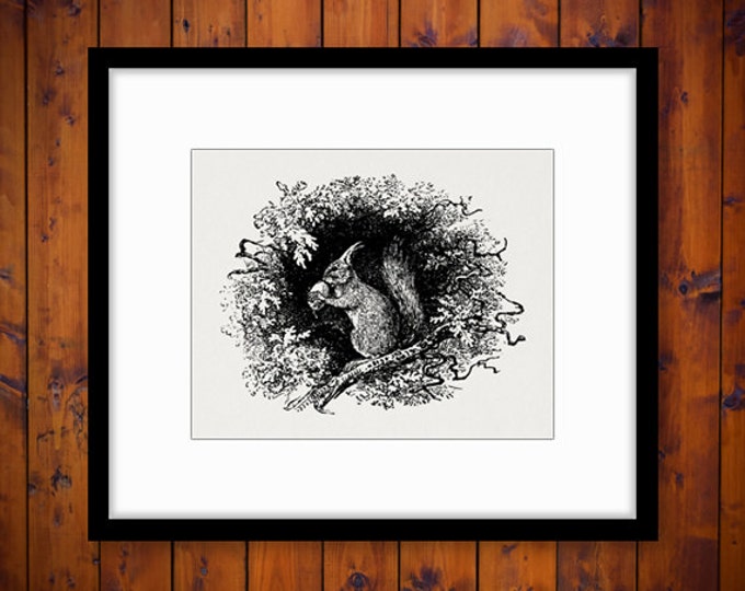 Printable Image Squirrel with Acorn Digital Download Illustration Graphic Vintage Clip Art for Transfers Printing etc HQ 300dpi No.2701