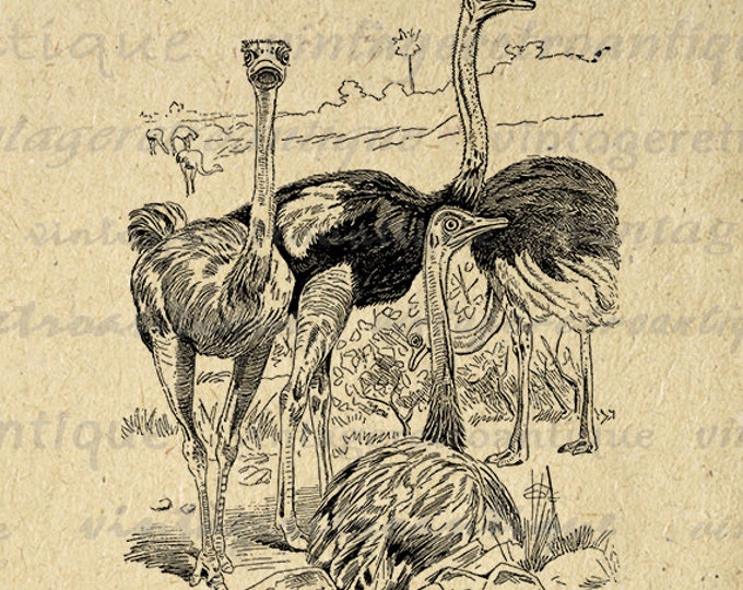 Ostrich Birds Printable Image Graphic Ostriches Digital Illustrated Download Vintage Clip Art Jpg Png Eps HQ 300dpi No.2569