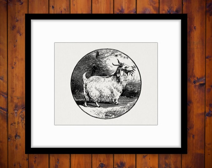 Angora Goat Image Graphic Printable Digital Download Antique Clip Art Jpg Png Eps 18x18 HQ 300dpi No.710