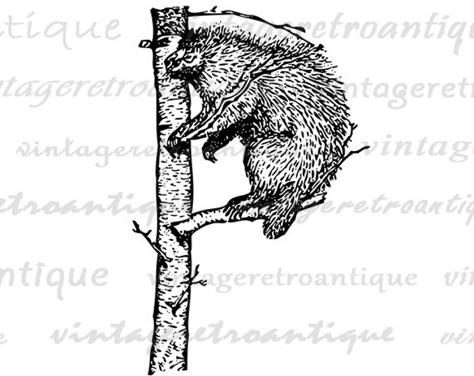 Digital Graphic Porcupine Letter P Image Letter P Printable Porcupine Download Vintage Clip Art for Transfers Printing etc HQ 300dpi No.4700